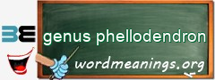 WordMeaning blackboard for genus phellodendron